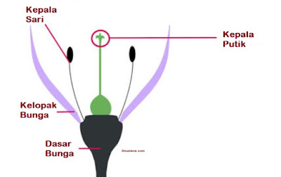 fungsi kepala putik