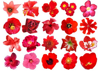 Names of Red Flowers and Picture