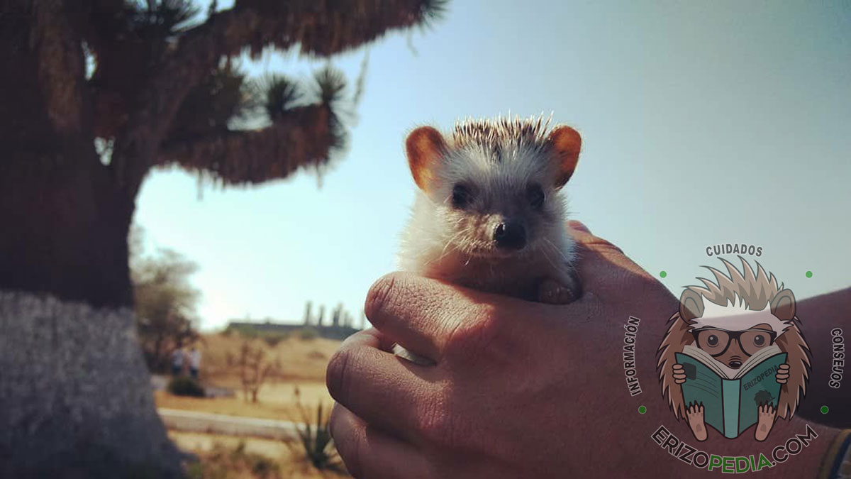 Erizo de tierra mascota sostenido en las manos