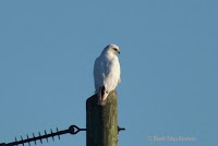 Red-tailed Hawk, leucistic individual – Hunter River area, PEI – July 31, 2017 – Brett MacKinnon