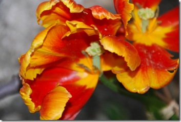 tulipa DSC_0391DSC_03966