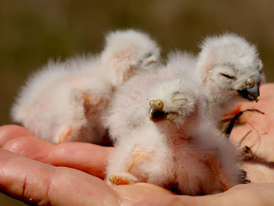 Burrowing Owl Chick. Burrowing+owl+chicks