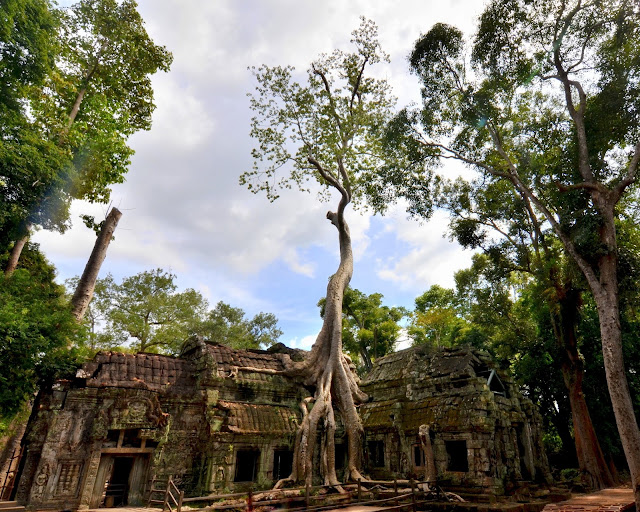 Templos de Angkor. Siem Riep. Camboya. Templo Ta Prohm. tomb raider