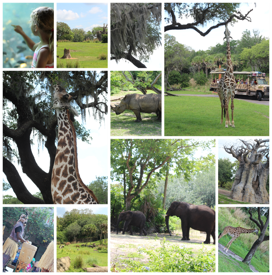 PicMonkey Collage