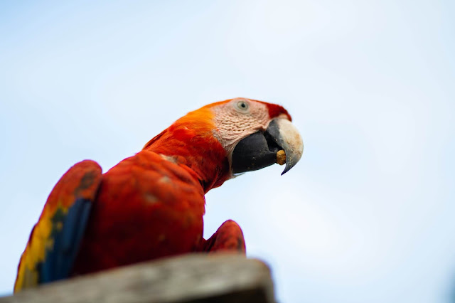 Colorful Parrots Images Gallery Wallpapers 4K Free Download