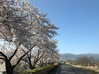 【20210401】桜並木