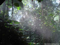 La selva, ¡para acojonarse!