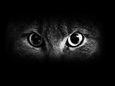 black eyes wallpaper, beautiful black eyes wallpapers, black cat eyes wallpaper, black and white eyes wallpaper, wallpapers hd black eyes, 