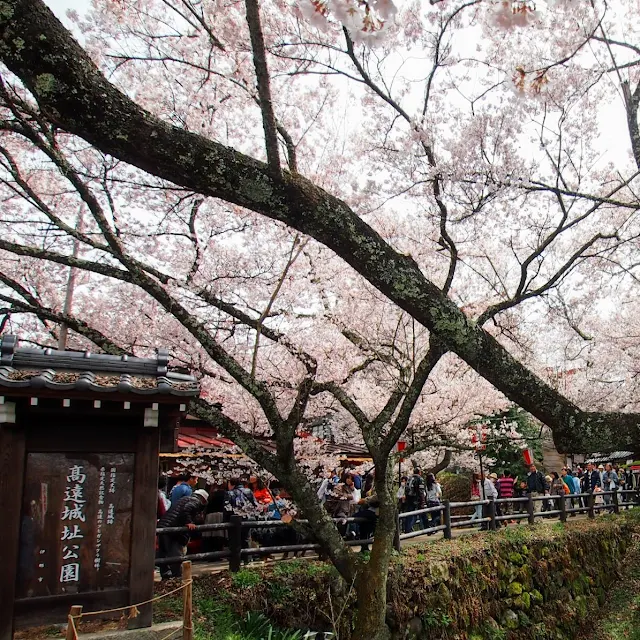 高遠城址公園　桜