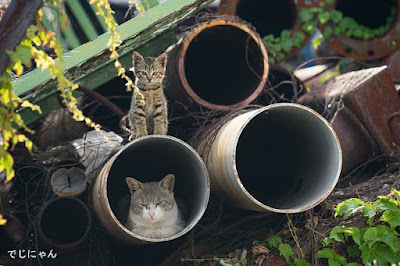 ねこ