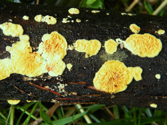 Pseudomerulius aureus