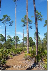 Slash Pine Flatwoods 