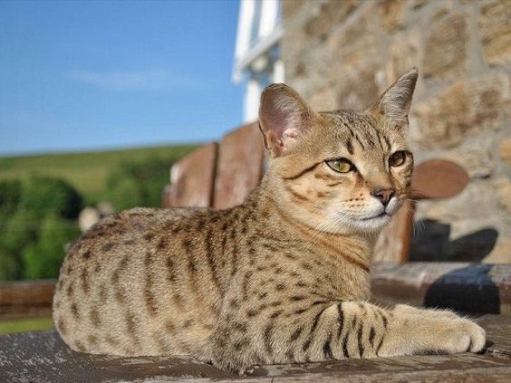 Amazing Egyptian Mau Cat seat outside photo  