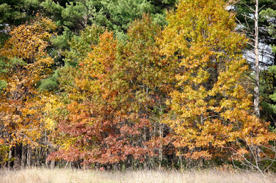 brassy, bronze, and coppery oak leaves