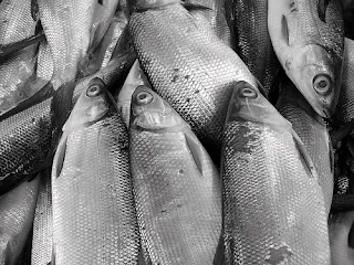 Tips Jitu Memancing Ikan Bandeng Agar Mendapatkan Hasil Maksimal