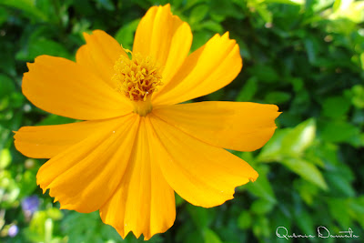 Bidens bipinnata, nome popular: beijo-de-moça, cosmos-de-jardim, cósmea, picão-rosa.