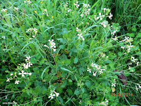 Σιναπόβρουβα-Brassica nigra L.