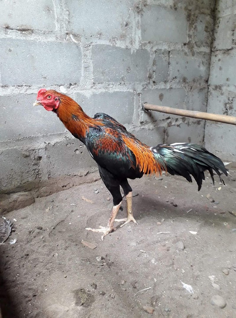 20+ Gambar Ayam Bangkok, Yang Indah!