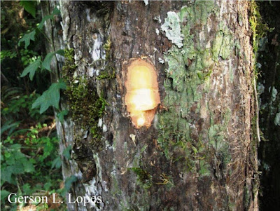 Scutia buxifolia tronco