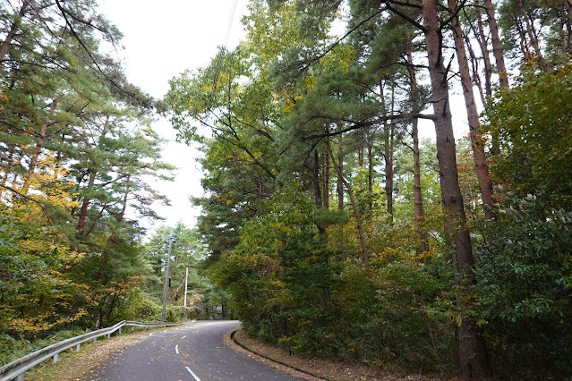 鳥取県西伯郡伯耆町丸山　赤松の森