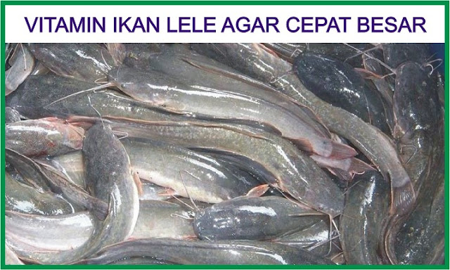 Vitamin Ikan Lele Agar Cepat Besar untuk Panen Maksimal