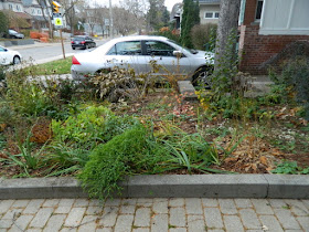 Bedford Park Toronto Fall Front Yard Cleanup Before by Paul Jung Gardening Services Inc.--a Toronto Organic Gardening Company