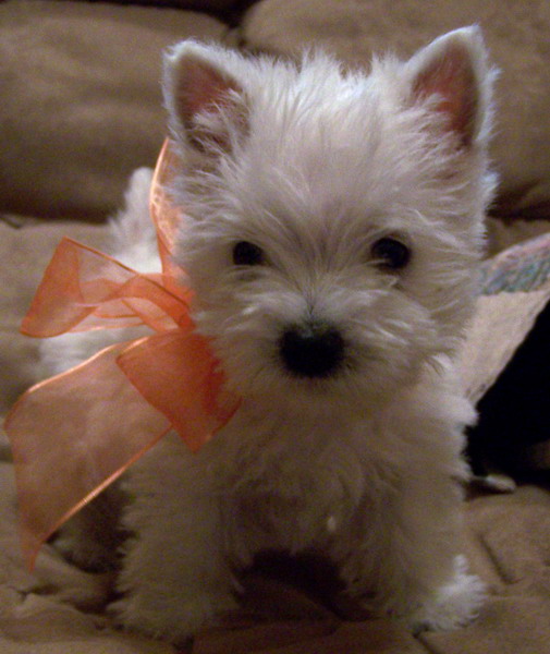 westie pictures. Westie, priceless, Rescue