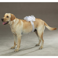 Modern Wedding Party Dog-1