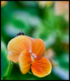 A fly on a flower shot in macro