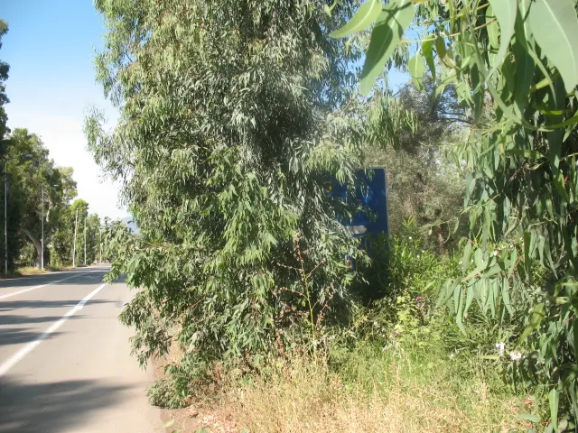 Δήμος Επιδαύρου προς πολίτες: Κλαδέψτε δένδρα και θάμνους που εμποδίζουν την διέλευση οχημάτων στους δρόμους