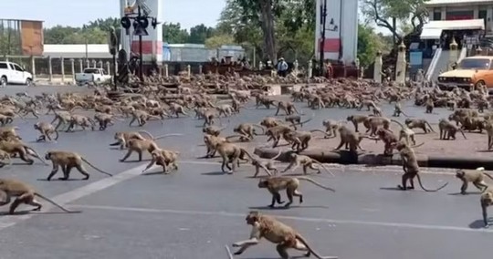 É a Mac(r)acolândia!!!