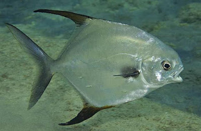 Pampano (Trachinotus falcatus)