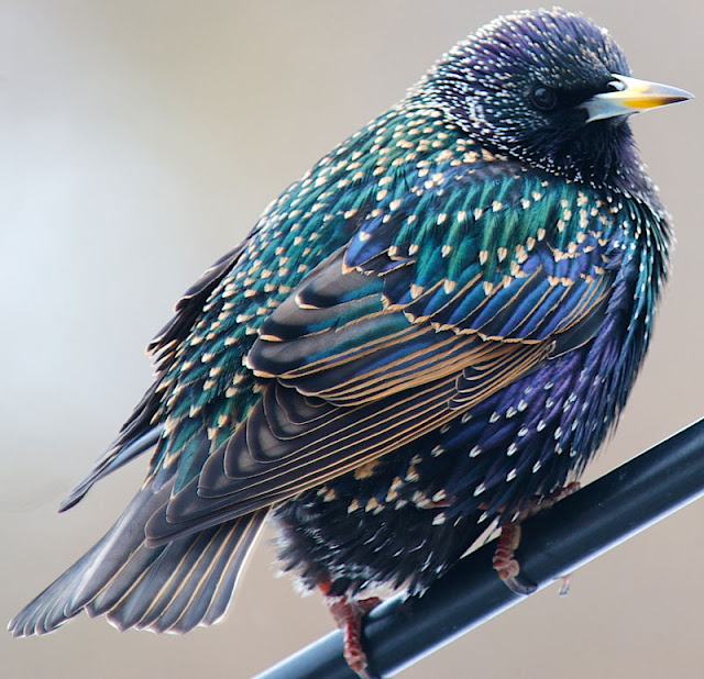 Close-up of the beautiful colors in a starling's feathers