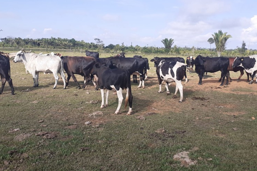 Porto Velho possui o maior rebanho bovino de Rondônia e o 4º entre os municípios do país