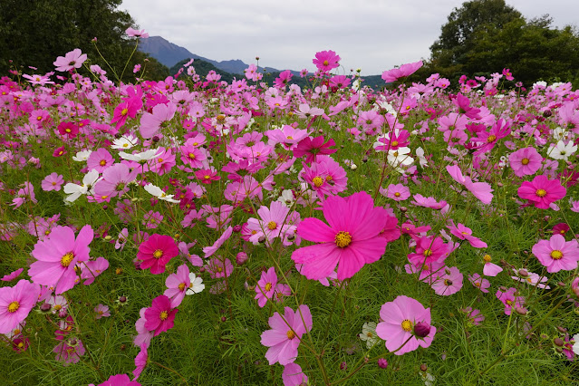 鳥取県西伯郡南部町鶴田　とっとり花回廊　秘密の花園