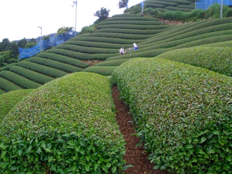 Wazuka Green Tea Farms, Japan