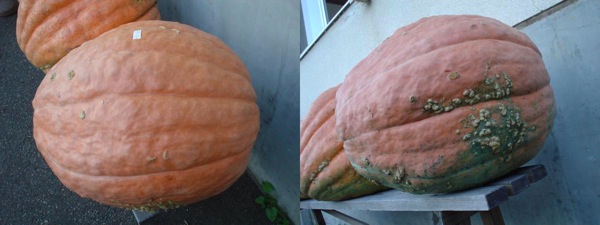 おばけかぼちゃ