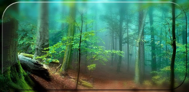 Forest Live Wallpaper 3D