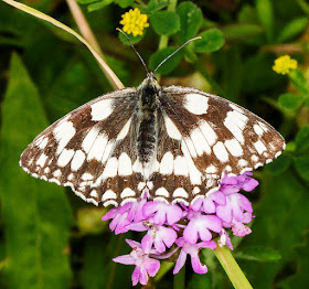 Marbled White, Melanargia galathea, on Pyramidal Orchid, Anacamptis pyramidalis.  6 July 2016. 