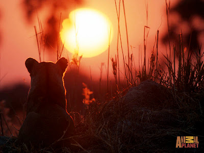 Lion Animal Sunset Picture