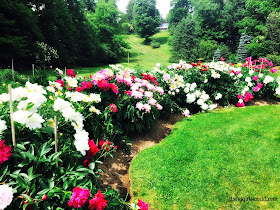 Pretty flowers