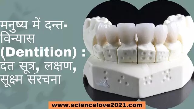 मनुष्य में दन्त-विन्यास (Dentition) : दंत सूत्र, लक्षण, सूक्ष्म संरचना|hindi