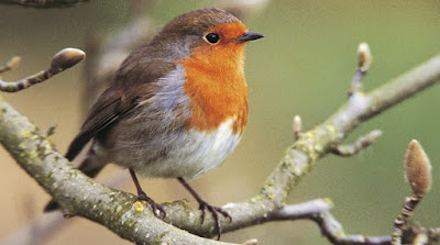 Pictures Of Robin Birds16