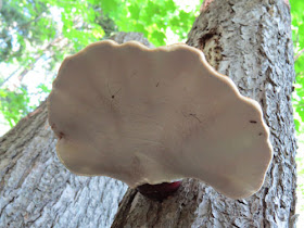 redbelt polypore