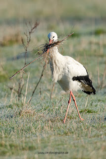 Wildlifefotografie Weißstorch Lippeaue Olaf Kerber