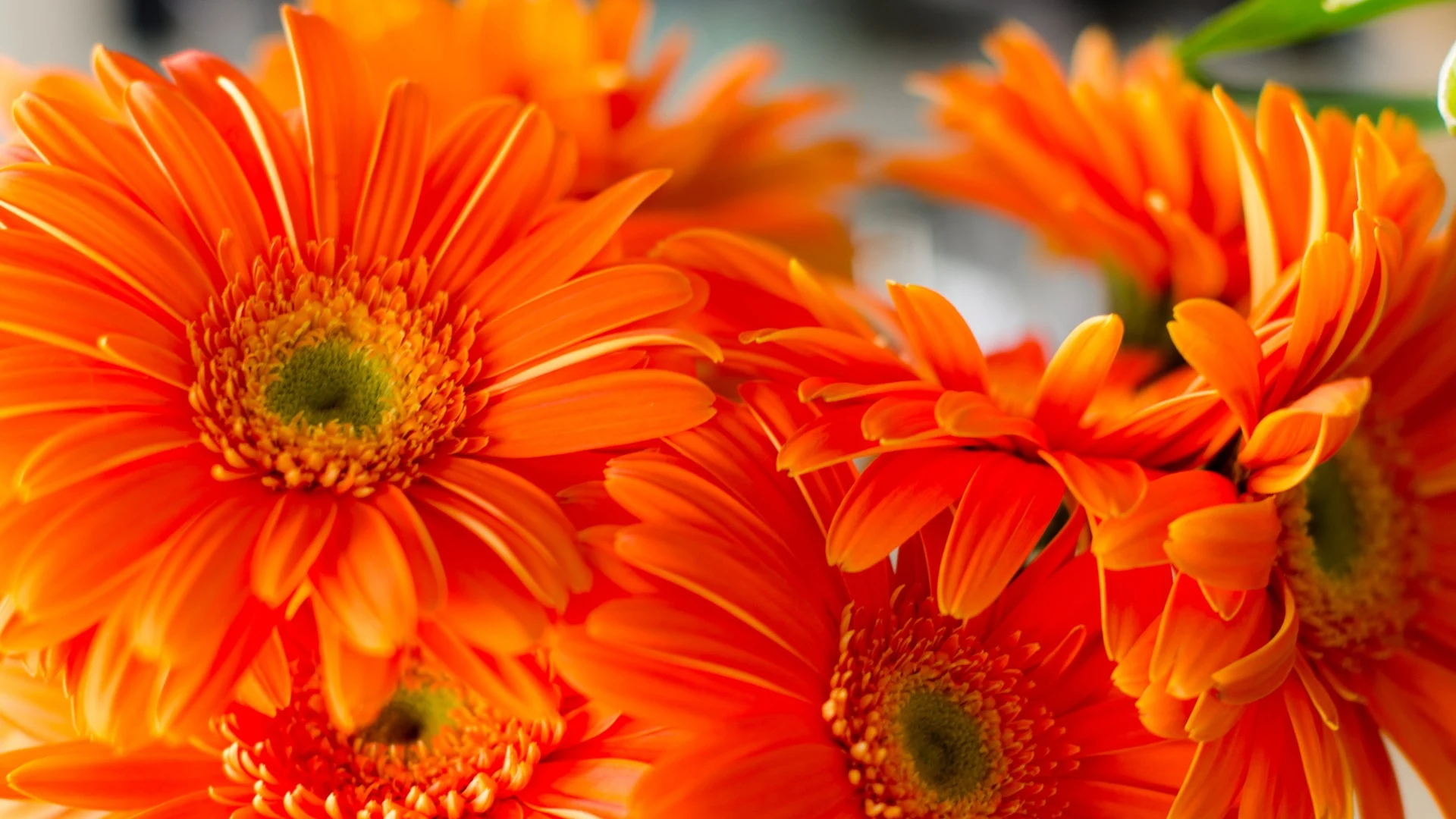 Orange daisies flowers 4k HD Wallpaper