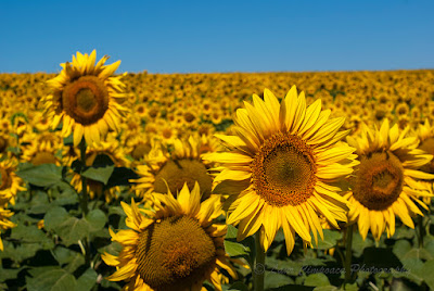 Floarea-Soarelui Sonnenblume Sunflower Tournesol Girasol