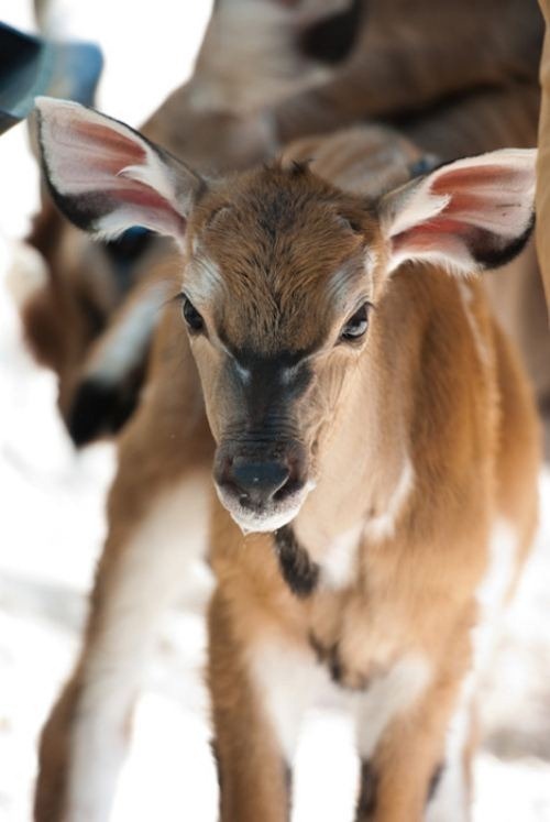 cute-animals-23