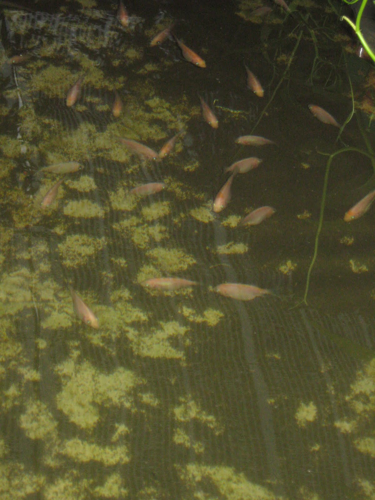 TERBELIAK AQUAPONIC DAN HIDROPONIC: IKAN TALAPIA DAN ...