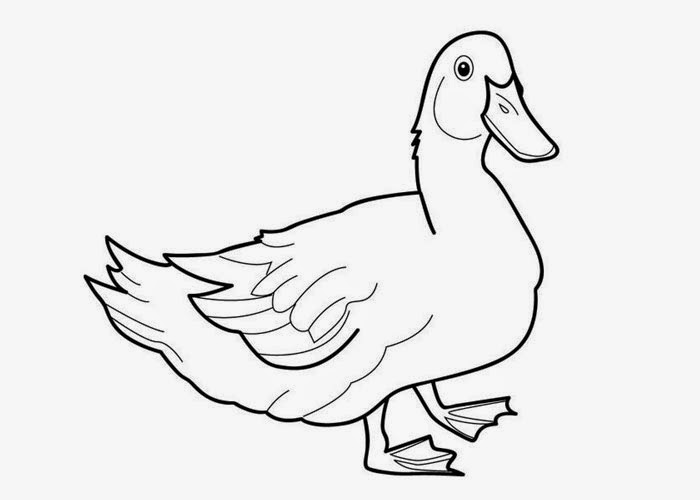 Download Duck coloring pages for preschoolers | Free Coloring Pages ...